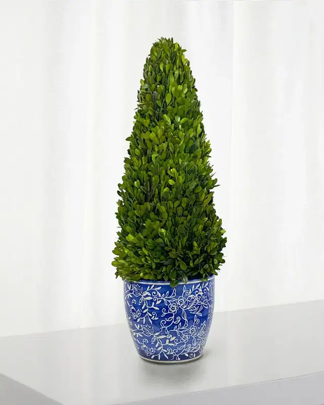 Winward Home Preserved Boxwood Cone Topiary In Porcelain Lotus Pot - 28"