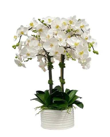 Winward Home Orchid in Urban Coil Planter | Thumbnail 2