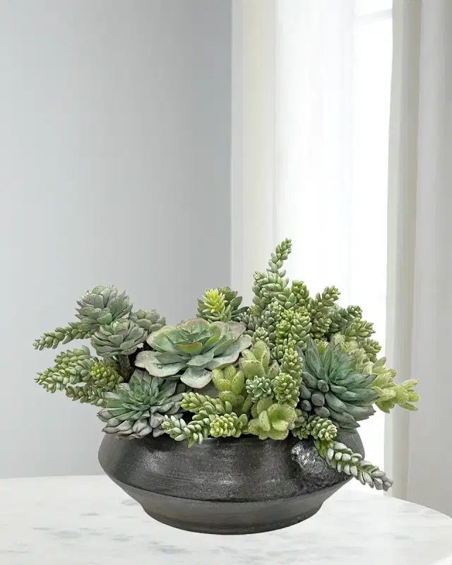 Winward Home Succulents in Planter