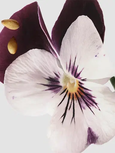 Dries Van Noten Velvet Violet Eau de Parfum | Thumbnail 6