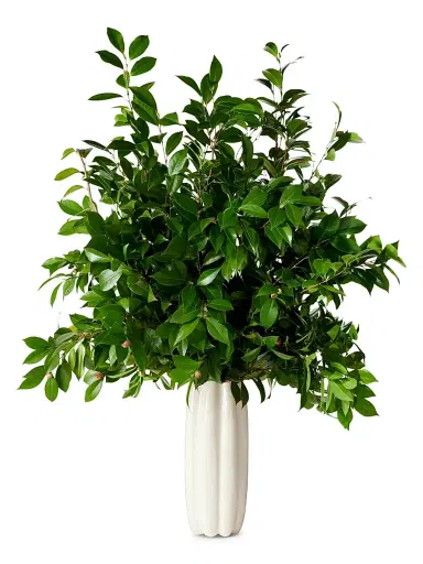 AERIN Tall Mirabelle Ceramic Vase | Thumbnail 2 AERIN Tall Mirabelle Ceramic Vase | Thumbnail 2