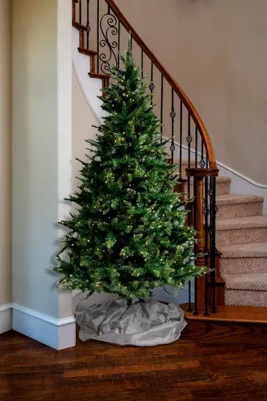 Barcana 7.5 ' Aspen Pine Tree | Thumbnail 2