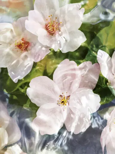 GUERLAIN Aqua Allegoria Flora Cherrysia Cherry Blossom Eau De Toilette 2.5 oz | Thumbnail 2 GUERLAIN Aqua Allegoria Flora Cherrysia Cherry Blossom Eau De Toilette 2.5 oz | Thumbnail 2