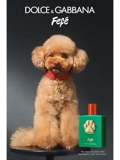 Dolce & Gabbana Women's Fefé Fragrance Mist For Dogs 3.4 oz | Thumbnail 5 Dolce & Gabbana Women's Fefé Fragrance Mist For Dogs 3.4 oz | Thumbnail 5