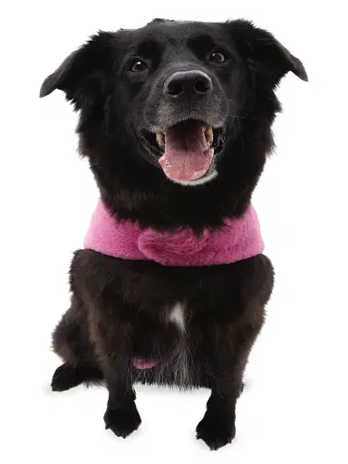 Apparis Carter Faux Fur Dog Sweater - Sugar Pink | Thumbnail 5 Apparis Carter Faux Fur Dog Sweater - Sugar Pink | Thumbnail 5