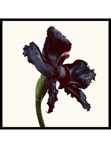 Tom Ford Women's Black Orchid Reserve Eau de Parfum | Thumbnail 4 Tom Ford Women's Black Orchid Reserve Eau de Parfum | Thumbnail 4