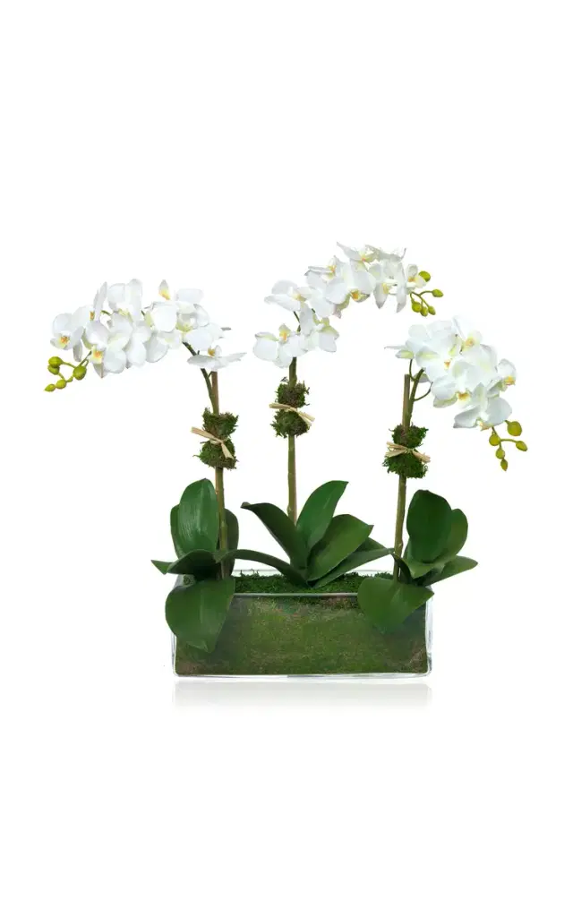 Phalaenopsis Orchids - White Phalaenopsis Orchids - White
