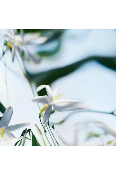 Byredo Blanche Absolu Parfum | Thumbnail 5 Byredo Blanche Absolu Parfum | Thumbnail 5