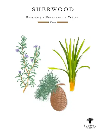Baobab Collection Woods Sherwood 4-Wick Max 10 Candle - Green | Thumbnail 4 Baobab Collection Woods Sherwood 4-Wick Max 10 Candle - Green | Thumbnail 4