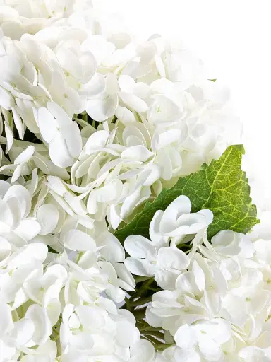 CocoBella Tinsley RealTouch Hydrangea Arrangement - Snow | Thumbnail 4 CocoBella Tinsley RealTouch Hydrangea Arrangement - Snow | Thumbnail 4