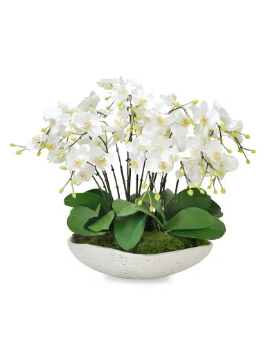 Winward Home Everyday Floral White Orchids In Terracotta Bowl | Thumbnail 1 Winward Home Everyday Floral White Orchids In Terracotta Bowl | Thumbnail 1