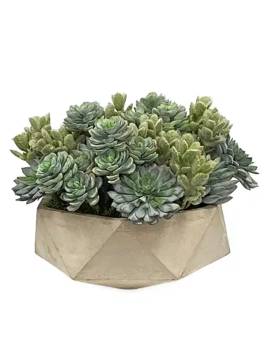 Winward Home Succulent in Hexagon Pot | Thumbnail 1 Winward Home Succulent in Hexagon Pot | Thumbnail 1