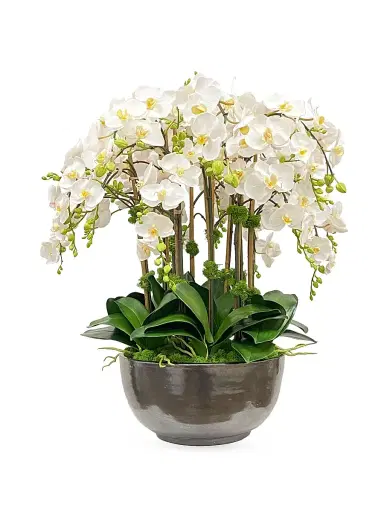 Winward Home Everyday Floral Orchid Phalaenopsis Arrangement - White | Thumbnail 1 Winward Home Everyday Floral Orchid Phalaenopsis Arrangement - White | Thumbnail 1