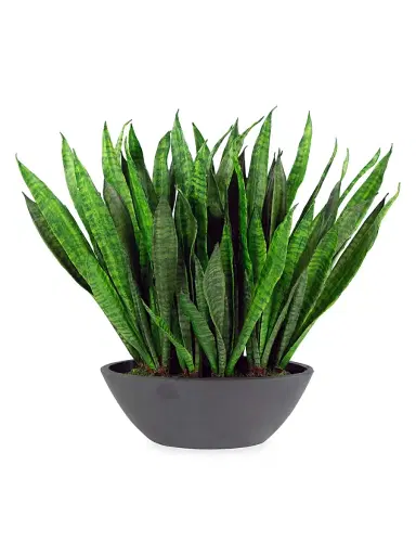 Winward Home Everyday Floral Imitation Sansevieria In Oval Planter | Thumbnail 1 Winward Home Everyday Floral Imitation Sansevieria In Oval Planter | Thumbnail 1