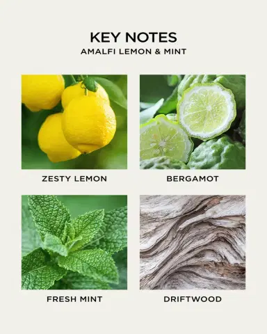 NEST New York 10 oz. Amalfi Lemon and Mint Liquid Soap | Thumbnail 4 NEST New York 10 oz. Amalfi Lemon and Mint Liquid Soap | Thumbnail 4
