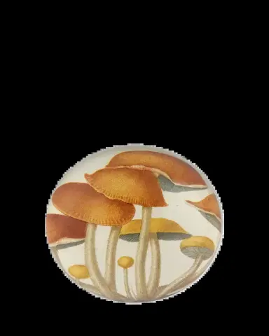 John Derian Mushroom Cluster Dome Paperweight | Thumbnail 2 John Derian Mushroom Cluster Dome Paperweight | Thumbnail 2