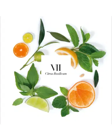 Amanda de Montal 7.76 oz. Citrus Basilicum Candle | Thumbnail 2 Amanda de Montal 7.76 oz. Citrus Basilicum Candle | Thumbnail 2