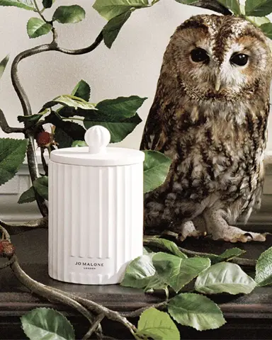 Jo Malone London 10.6 oz. Wild Berry & Bramble Candle | Thumbnail 3 Jo Malone London 10.6 oz. Wild Berry & Bramble Candle | Thumbnail 3