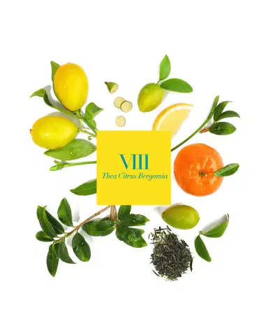 Amanda de Montal 7.76 oz. Thea Citrus Bergamia Candle | Thumbnail 4 Amanda de Montal 7.76 oz. Thea Citrus Bergamia Candle | Thumbnail 4