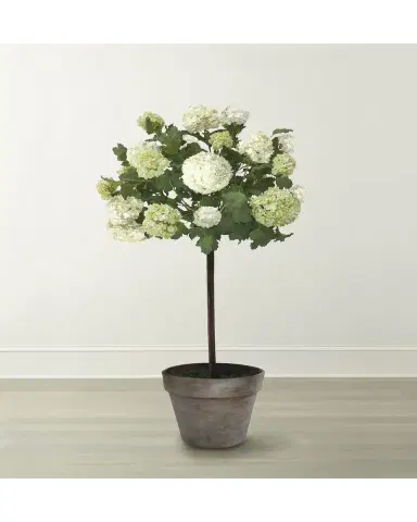 Winward Home Snowball Flower Tree in Pot | Thumbnail 2 Winward Home Snowball Flower Tree in Pot | Thumbnail 2