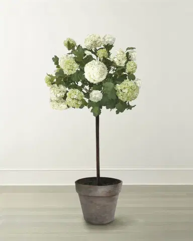 Winward Home Snowball Flower Tree in Pot | Thumbnail 1 Winward Home Snowball Flower Tree in Pot | Thumbnail 1