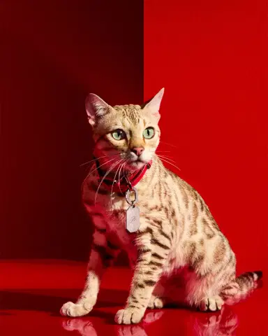 Baccarat Louxor Pet Collar, Small | Thumbnail 2 Baccarat Louxor Pet Collar, Small | Thumbnail 2