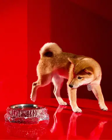 Baccarat Louxor Crystal Pet Bowl, Large | Thumbnail 4 Baccarat Louxor Crystal Pet Bowl, Large | Thumbnail 4