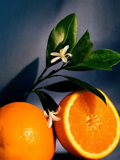 LOEWE PERFUMES Orange Blossom Scented Candle | Thumbnail 4 LOEWE PERFUMES Orange Blossom Scented Candle | Thumbnail 4