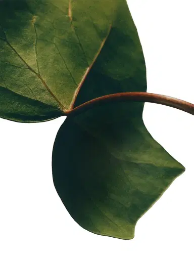 LOEWE PERFUMES Ivy Home Fragrance | Thumbnail 3 LOEWE PERFUMES Ivy Home Fragrance | Thumbnail 3