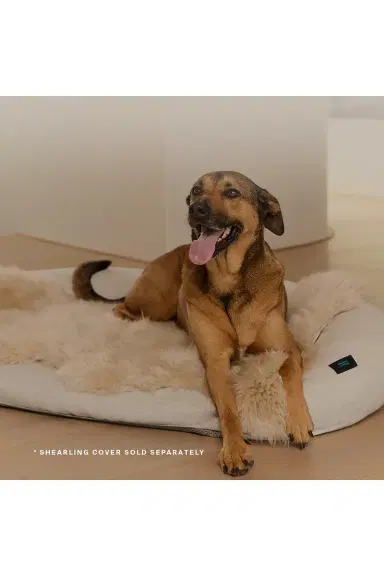 HigherDOSE Infrared PEMF Small Pet Bed | Thumbnail 13 HigherDOSE Infrared PEMF Small Pet Bed | Thumbnail 13