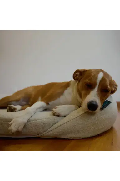HigherDOSE Infrared PEMF Small Pet Bed | Thumbnail 10 HigherDOSE Infrared PEMF Small Pet Bed | Thumbnail 10