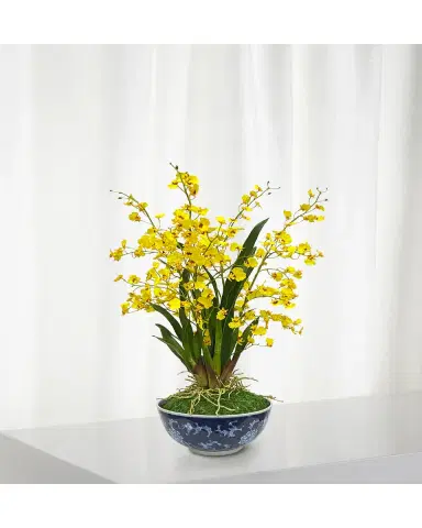 Winward Home Oncidium in Longlife Bowl | Thumbnail 2 Winward Home Oncidium in Longlife Bowl | Thumbnail 2