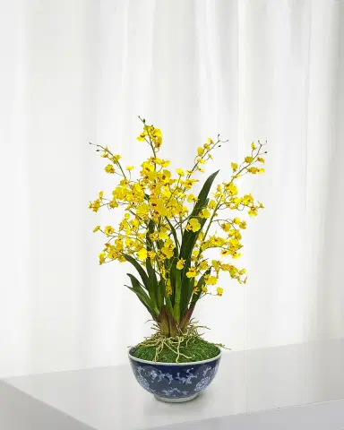 Winward Home Oncidium in Longlife Bowl | Thumbnail 1 Winward Home Oncidium in Longlife Bowl | Thumbnail 1