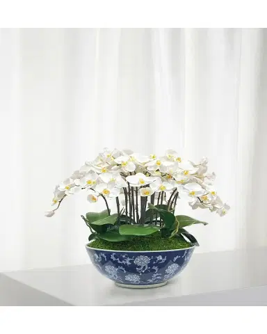 Winward Home Orchid in Longlife Bowl | Thumbnail 2 Winward Home Orchid in Longlife Bowl | Thumbnail 2