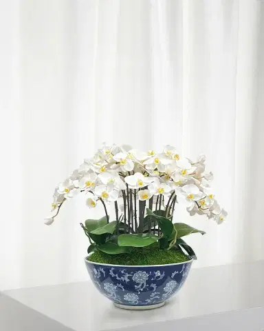 Winward Home Orchid in Longlife Bowl | Thumbnail 1 Winward Home Orchid in Longlife Bowl | Thumbnail 1