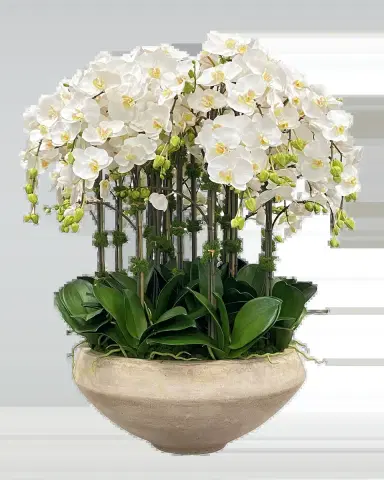 Winward Home Orchid Arrangement in Tapered Bowl | Thumbnail 2 Winward Home Orchid Arrangement in Tapered Bowl | Thumbnail 2