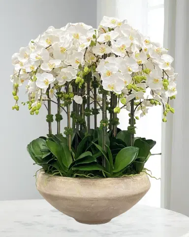 Winward Home Orchid Arrangement in Tapered Bowl | Thumbnail 1 Winward Home Orchid Arrangement in Tapered Bowl | Thumbnail 1