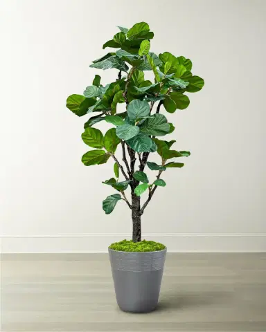 Winward Home Fiddle Leaf Tree in Planter, 96" | Thumbnail 1 Winward Home Fiddle Leaf Tree in Planter, 96" | Thumbnail 1