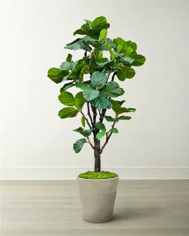 Winward Home Fiddle Leaf Tree in Planter, 96" | Thumbnail 1 Winward Home Fiddle Leaf Tree in Planter, 96" | Thumbnail 1