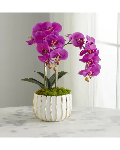 T & C Floral Company White Orchid in White/Gold Pot | Thumbnail 2 T & C Floral Company White Orchid in White/Gold Pot | Thumbnail 2