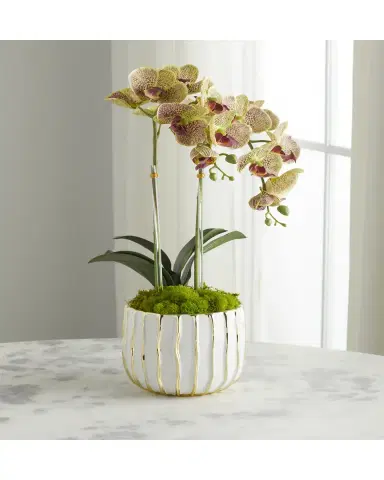 T & C Floral Company White Orchid in White/Gold Pot | Thumbnail 2 T & C Floral Company White Orchid in White/Gold Pot | Thumbnail 2