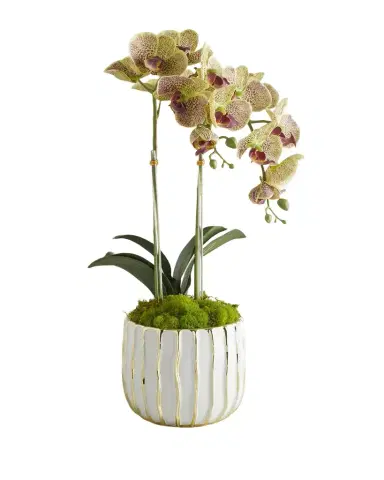 T & C Floral Company White Orchid in White/Gold Pot | Thumbnail 1 T & C Floral Company White Orchid in White/Gold Pot | Thumbnail 1