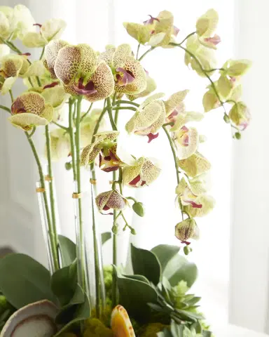 T & C Floral Company Orchid Faux Florals in Gold Hammered Metal Bowl with Selenite & Agate Slabs - 24" | Thumbnail 2 T & C Floral Company Orchid Faux Florals in Gold Hammered Metal Bowl with Selenite & Agate Slabs - 24" | Thumbnail 2