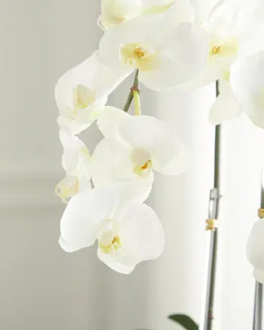 T & C Floral Company Double Orchid Faux Floral in Gold-Rimmed Ceramic Container - 22" | Thumbnail 2 T & C Floral Company Double Orchid Faux Floral in Gold-Rimmed Ceramic Container - 22" | Thumbnail 2