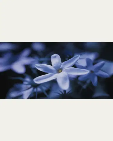 Ex Nihilo Blue Talisman Extrait de Parfum, 1.7 oz. | Thumbnail 2 Ex Nihilo Blue Talisman Extrait de Parfum, 1.7 oz. | Thumbnail 2