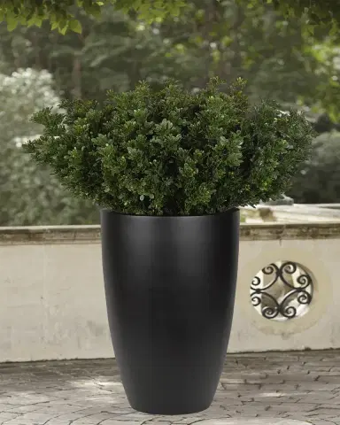 NDI Faux Boxwood Bush Plant in Black Planter, 62"T | Thumbnail 2 NDI Faux Boxwood Bush Plant in Black Planter, 62"T | Thumbnail 2