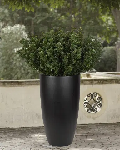 NDI Faux Boxwood Bush Plant in Black Planter, 62"T | Thumbnail 1 NDI Faux Boxwood Bush Plant in Black Planter, 62"T | Thumbnail 1