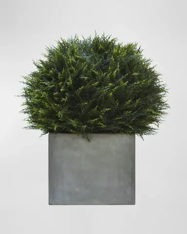 NDI Cypress Ball Topiary in Concrete Planter | Thumbnail 2 NDI Cypress Ball Topiary in Concrete Planter | Thumbnail 2