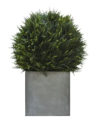 NDI Cypress Ball Topiary in Concrete Planter | Thumbnail 1 NDI Cypress Ball Topiary in Concrete Planter | Thumbnail 1