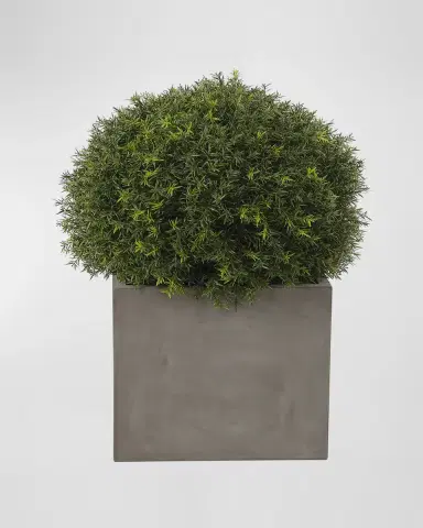 NDI Japanese Yew Ball Topiary in Concrete Planter | Thumbnail 2 NDI Japanese Yew Ball Topiary in Concrete Planter | Thumbnail 2